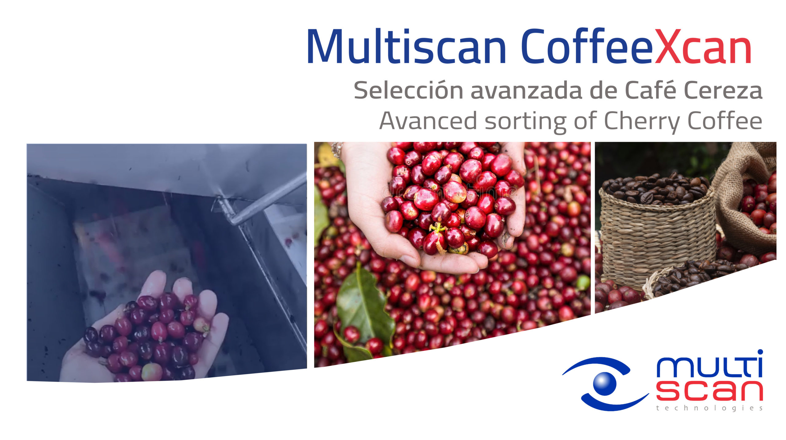 Multiscan CoffeeXcan, solución avanzada para la selección de café cereza