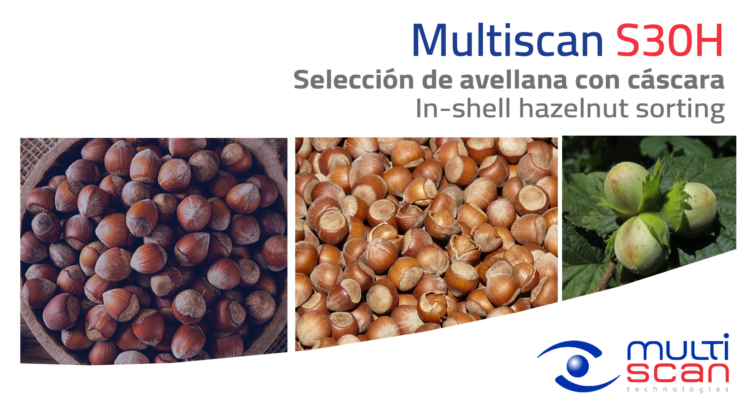 Multiscan S30H for hazelnut quality sorting